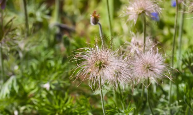 Fleur fanée de la plante Pulsatilla patens