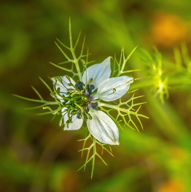 Fleur de fenouil Une belle plante parfumée