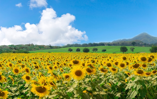 Fleur de ferme sur le ciel de tournesol et de montagnes