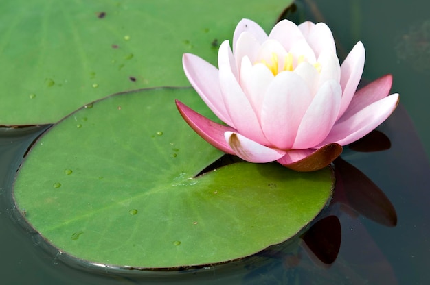 Fleur et feuille de nénuphar