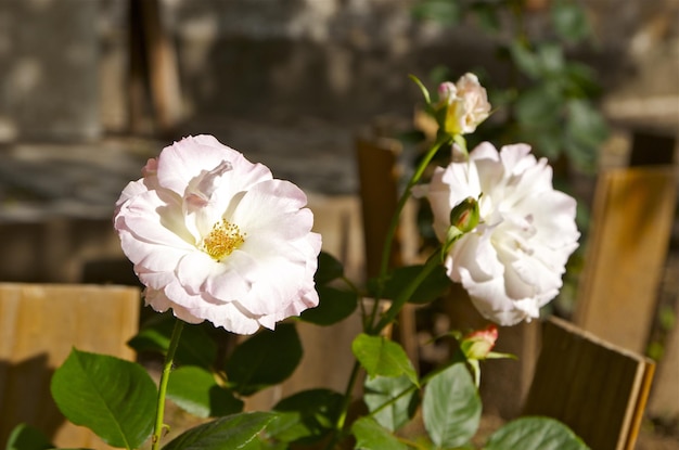 Fleur avec feuilles et fond marron