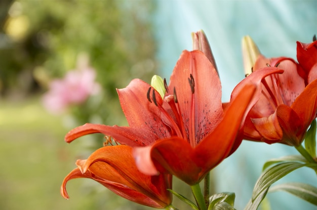 Fleur avec feuilles et fond vert