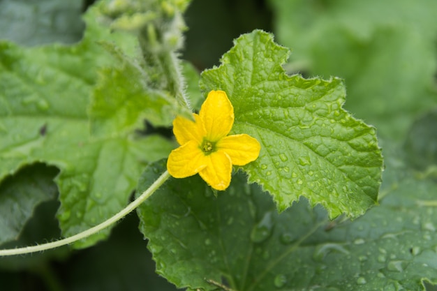 Fleur et feuilles gros plan avec des gouttes d'eau