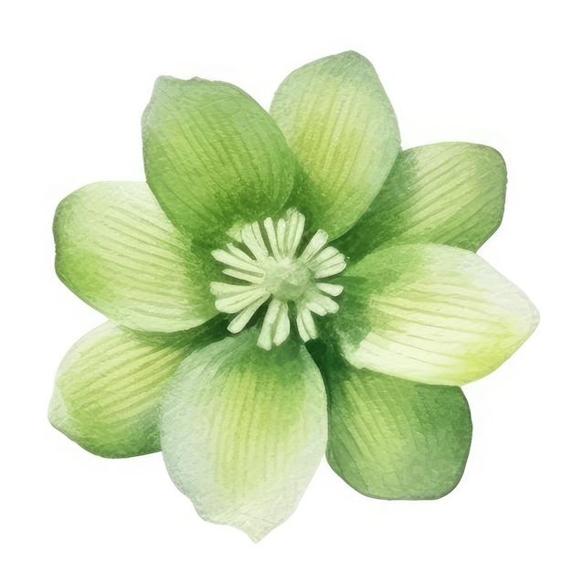 Une fleur avec des feuilles vertes et un fond blanc.