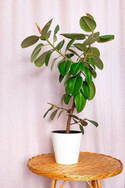 Fleur de Ficus dans un pot blanc sur une table ronde en osier.