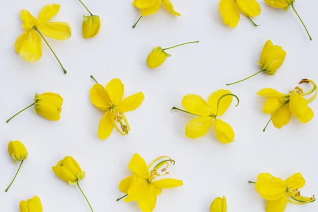 Fleur de fistule de Cassia sur fond blanc