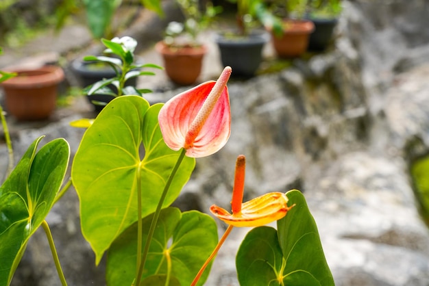 Fleur de flamant rose Anthurium sp. Anthurium andraeanum (Flamingo Flower) Les Feuilles Fleurs.