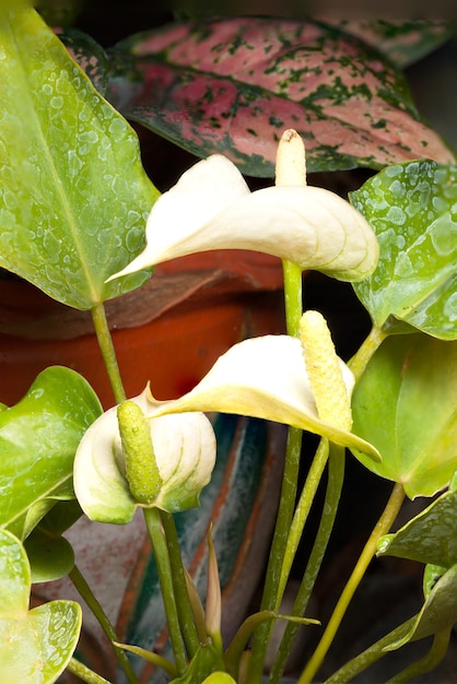 Fleur de Flamant