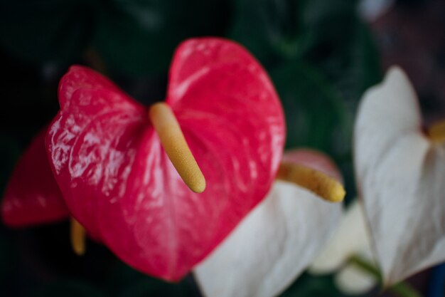 Fleur Flamingo fraîche ou fleur de garçon dans le jardin.