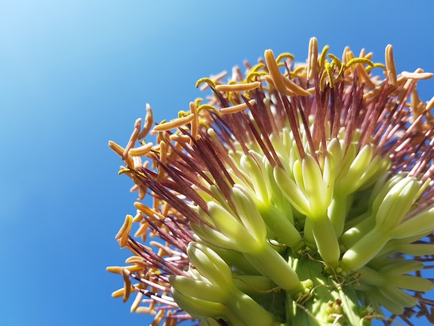 Fleur de fleur d&#39;agave