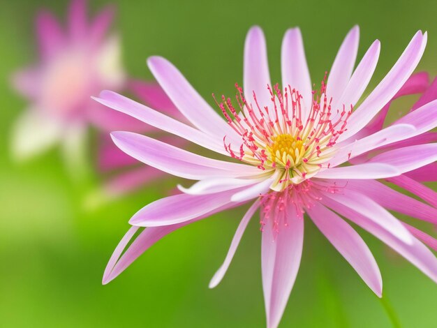 Fleur de fleur d'araignée magnifiquement fleurie avec un fond naturel généré par ai