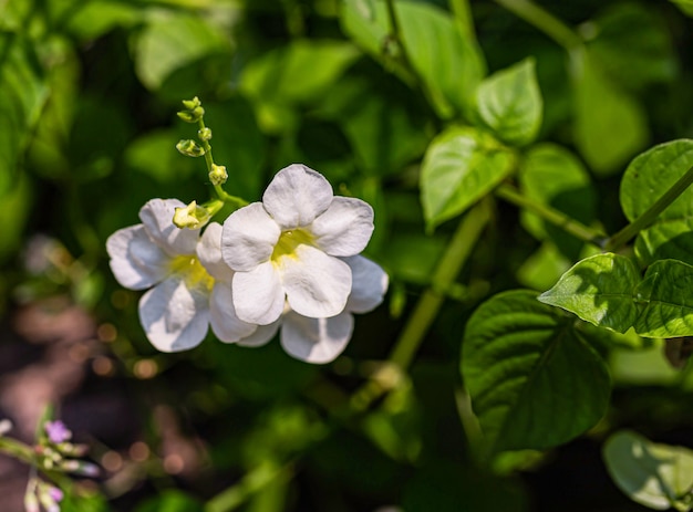 Fleur de fleur blanche à la lumière du jour