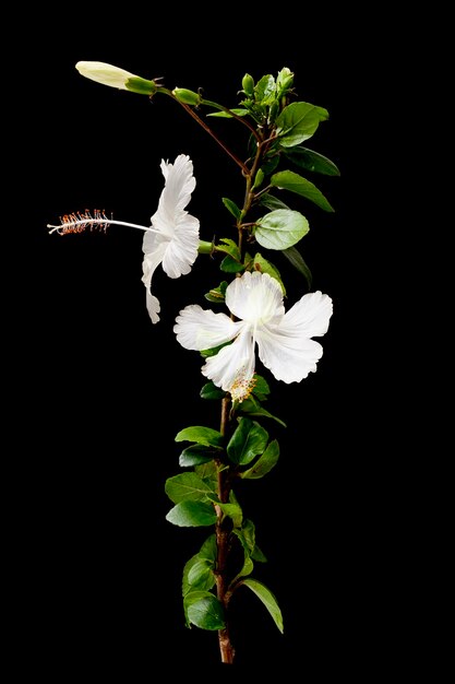 Photo une fleur avec une fleur blanche qui dit 