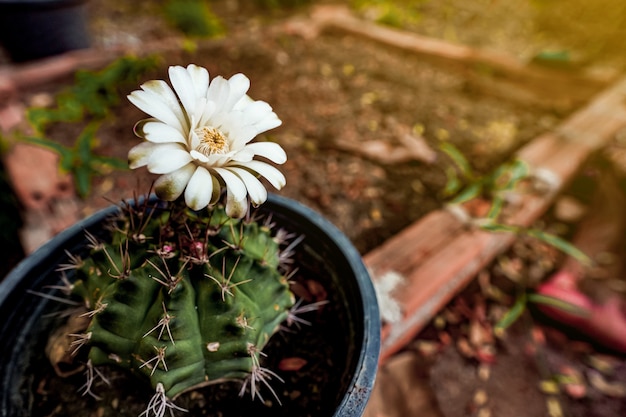 Photo fleur de fleur de cactus yimno avec espace copie