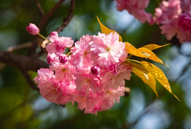 Fleur de fleur de cerisier Sakura