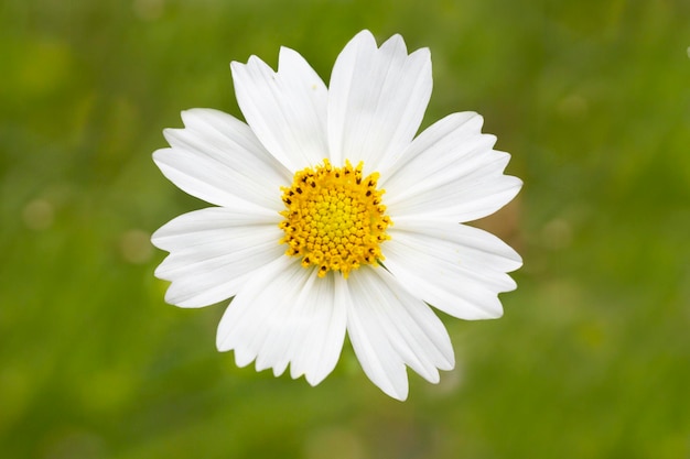 Fleur de fleur de cosmos blanc en été d'herbe