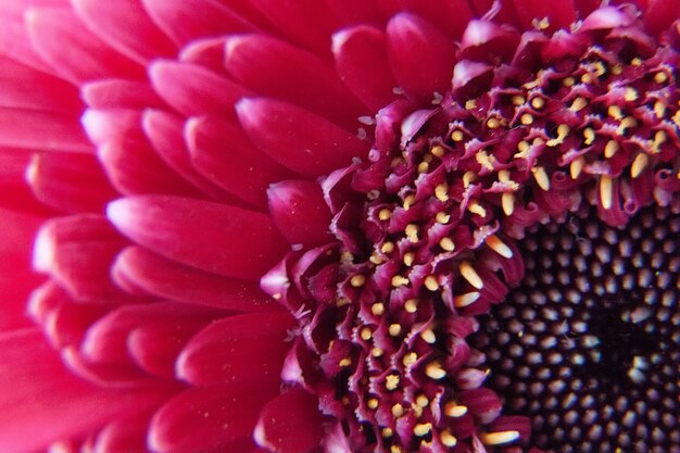 Fleur de fleur de Gerbera rose avec des gouttes d'eau -