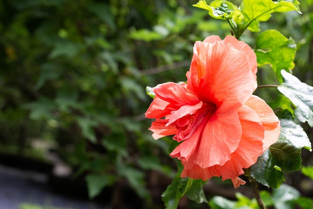 Fleur de fleur d'hibiscus sur l'arbre