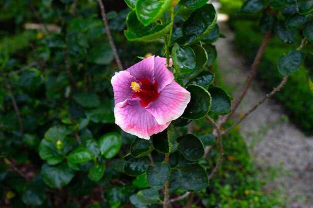 Fleur de fleur d'hibiscus sur l'arbre