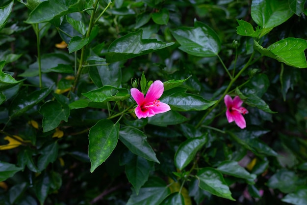 Fleur de fleur d'hibiscus sur l'arbre