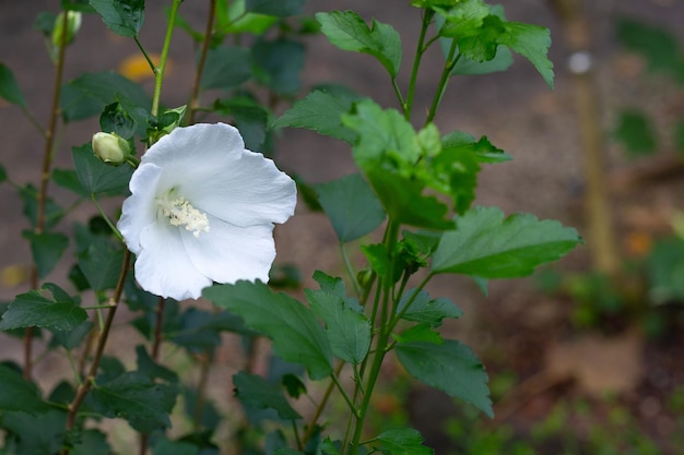 Fleur de fleur d'hibiscus blanc sur l'arbre