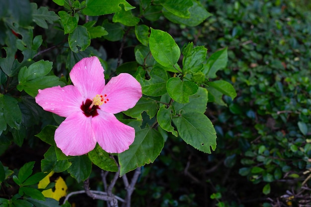 Fleur de fleur d'hibiscus rose sur l'arbre