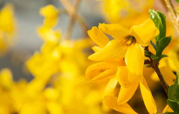 fleur fleur jaune printemps copie espace