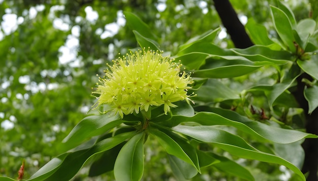 une fleur avec une fleur jaune qui dit pissenlit sur elle