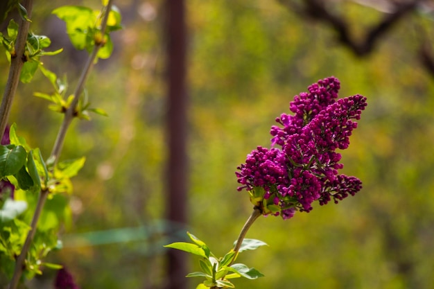 Fleur et fleur lilas colorées