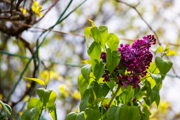 Fleur et fleur lilas colorées