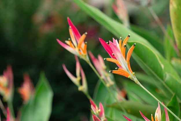 Fleur de fleur oiseau de paradis au jardin botanique avec fond de feuilles vertes