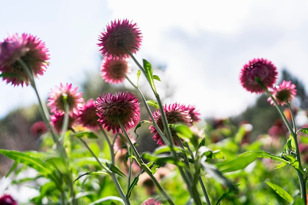 Fleur de fleur de paille colorée en plein essor dans le jardin