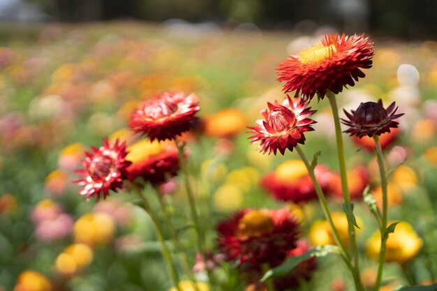 Fleur de fleur de paille colorée en plein essor dans le jardin