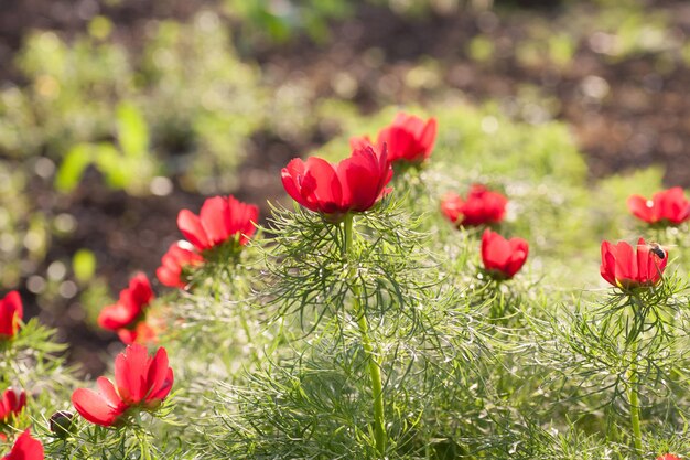 Fleur de fleur de pivoine rouge sauvage