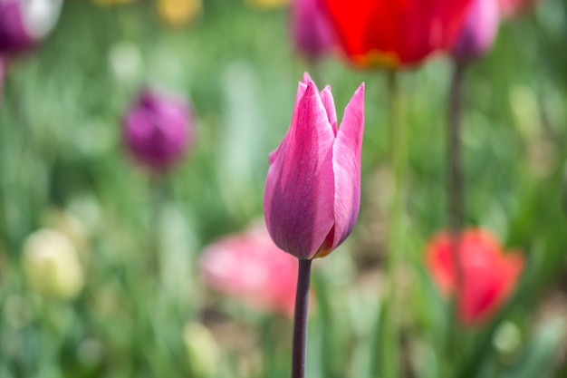 Fleur de fleur de tulipe colorée dans le jardin