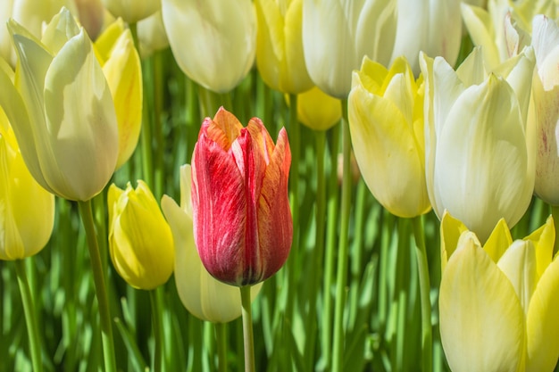 Fleur de fleur de tulipe colorée dans le jardin