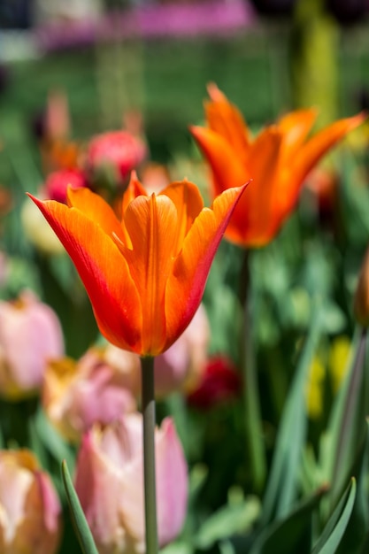 Fleur de fleur de tulipe colorée dans le jardin