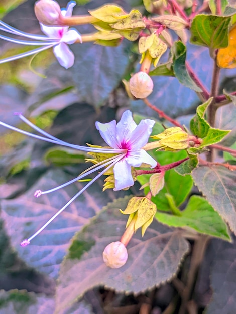 Une fleur avec une fleur violette et blanche