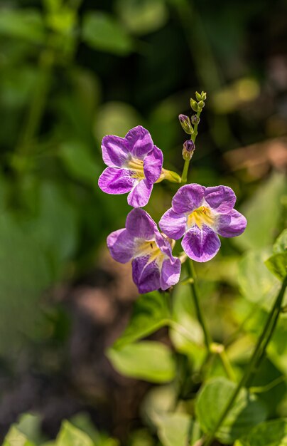 Fleur de fleur de violette à la lumière du jour