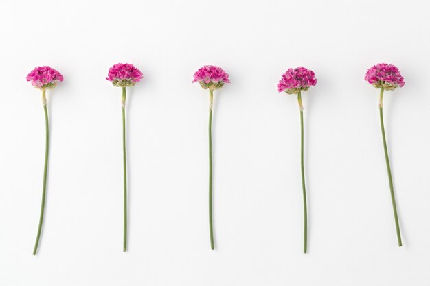 Fleur en fleurs Armeria sur fond blanc.