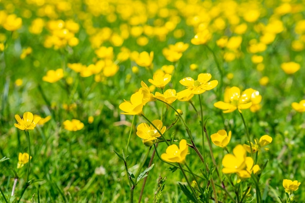 Fleur en fleurs au printemps, renoncule, pied-de-biche, renoncule. Nature