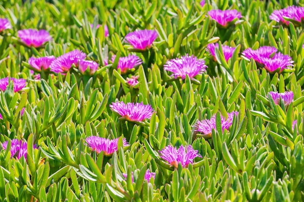 Fleur en fleurs de Carpobrotus Chilensis sur les dunes de sable plante succulente typique