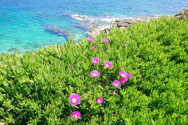 Fleur en fleurs de Carpobrotus chilensis le long de la côte de la mer Méditerranée