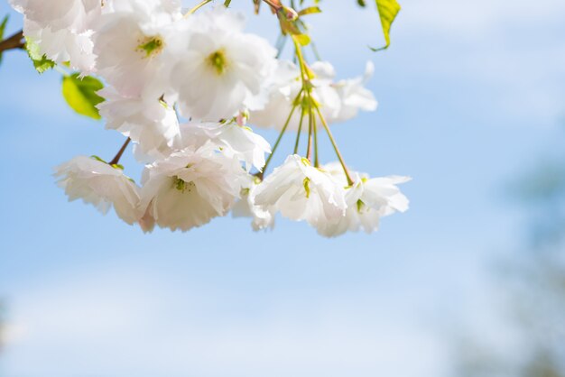 Fleur de fleurs de sakura blanches sur une branche de cerisier de printemps sur ciel bleu