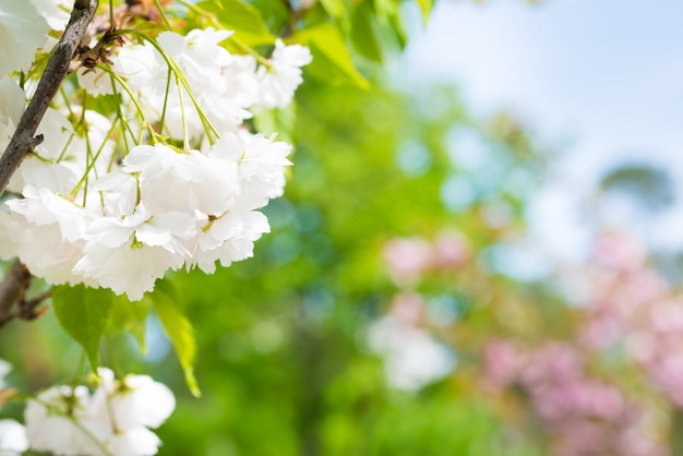 Fleur de fleurs de sakura blanches sur une branche de cerisier de printemps sur ciel bleu