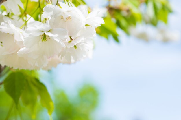 Fleur de fleurs de sakura blanches sur une branche de cerisier de printemps sur ciel bleu