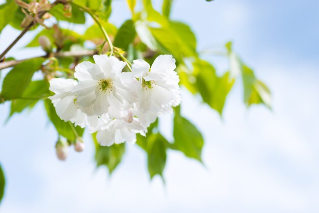 Fleur de fleurs de sakura blanches sur une branche de cerisier de printemps sur ciel bleu