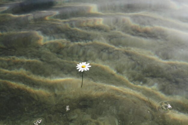 Photo une fleur flottant sur l'eau