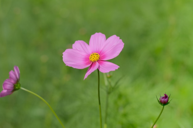 Fleur de flou vert