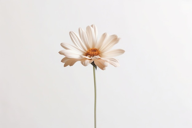 fleur sur fond blanc minimaliste